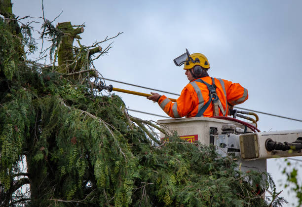 Best Tree Cabling and Bracing  in Claryville, KY